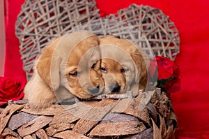 Two yellow labrador puppies look cute over the edge of a basket. Valentine theme with hardwood and roses in the background