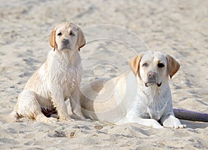 Two yellow labradors looking at the sea