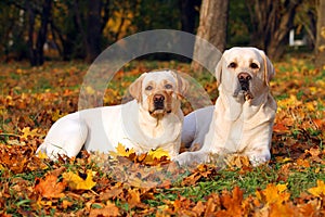 The two yellow labradors in the park in autumn close up