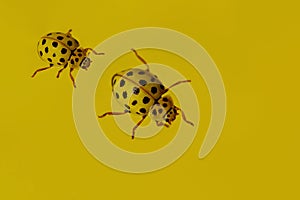 Two yellow ladybirds