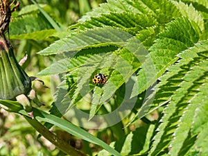 Two yellow ladybirds with12 black spots on their wing cases mating on green leaves surrounded with green vegetation