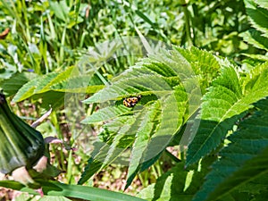 Two yellow ladybirds with12 black spots on their wing cases mating on green leaves surrounded with green vegetation