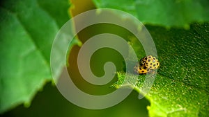 Two yellow ladybugs mating on green leaf.