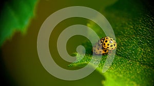 Two yellow ladybugs mating on green leaf.