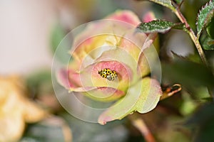 Two yellow ladybugs mating on a rose