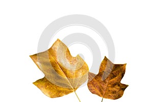 Two yellow leaves of Tulip tree Liriodendron tulipifera isolated on white background. Autumn leaves of Tuliptree