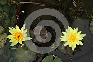 Two yellow Lotus water lily - Nymphaea floating in a pond. Beautiful aquatic flower background. Yellow Lotus flowers Nymphaea