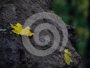 Two yellow maple leaves on a tree stump. autumn foliage in the forest