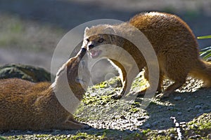 Two yellow mongoose