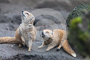 Two yellow mongooses looking up anxiously