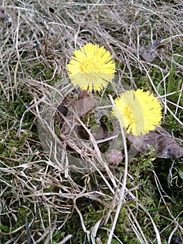 Two yellow mother-and-stepmother flowers on a background of moss and last year's dried grass