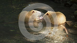 Two yellow nutria gnaw on a branch.