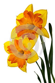 Two yellow-orange daffodils isolated on the white background