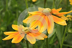 Two yellow orange flowers in center