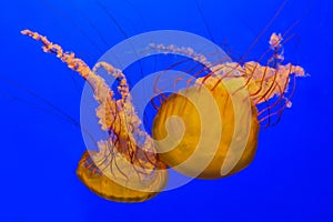 Two yellow and orange jelly fish on blue background in aquarium