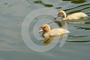 Two yellow pats swimming in a green lake