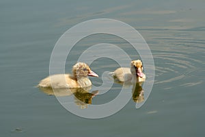 Two yellow pats swimming in a green lake