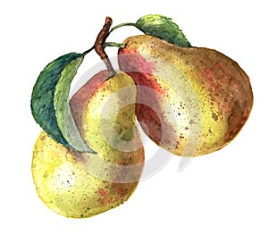 Two yellow pears with green leaves isolated on a white background