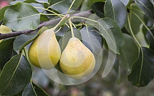 two yellow pears on a green tree branch