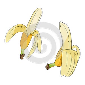 Two yellow peeled bananas set, tropical fruits, stock vector illustration.