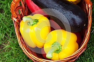 two yellow peppers and eggplant in a basket. Harvest