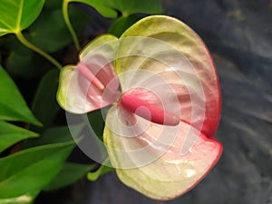 Two yellow and pink Anthurium flowers in the middle of leaves. Dos flores Anturianas amarillas y rosadas en el medio de hojas photo