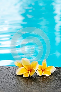 Two yellow plumeria frangipani flowers on swimming pool