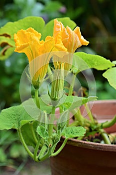 Two yellow pumkin blossoms against a dark background