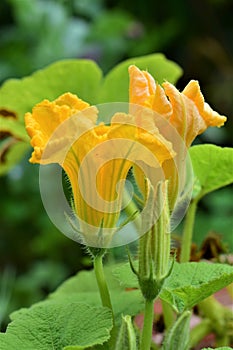 Two yellow pumkin blossoms against a dark background