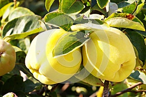 two yellow quince fruits