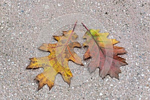Two yellow-red leaves of oak lying on the terrace