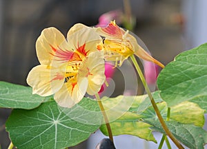 Two yellow and red nasturtiums in close up in a garden in autumn