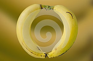 Two yellow ripe cavendish bananas on blury yellow background