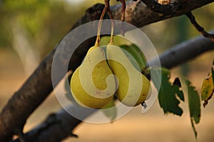 Two yellow ripe pears look like hugging couple. Juicy pears are hanging from tree branch in sunset light. Summer harvest time.