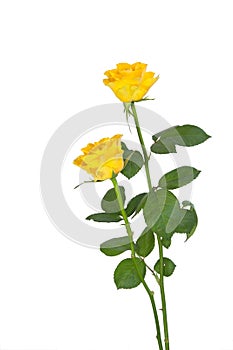 Two yellow roses