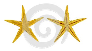 Two yellow sea star ,isolated on white background