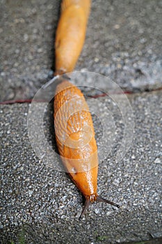 Two yellow slugs crawls on wet asphalt