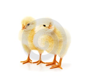 Two yellow small chickens