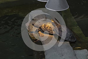 Two Yellow-spotted Amazon river turtle