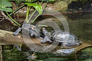 Two yellow spotted river turtles in fight