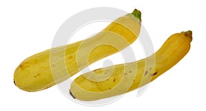 Two yellow summer squash on a white background