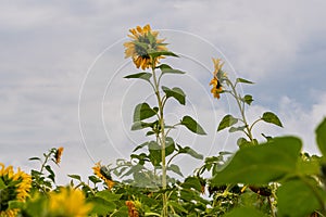 Two yellow sunflower flowers have grown taller photo