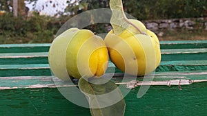 Two yellow tasty quinces on a green bench