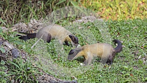Two Yellow-throated Martens Feeding