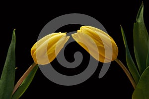 Two yellow tulips on black background