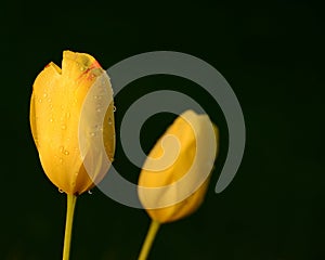 Two yellow tulips covered in raindrops on beautiful out of focus dark green background