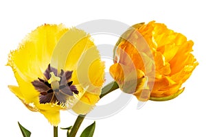 Two yellow tulips isolated on a white background