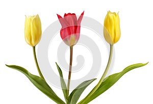 Two yellow tulips and one red tulips