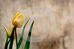 Two yellow unopened tulips with green leaves in drops of water on a brown wooden background