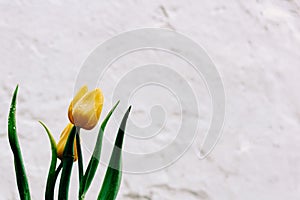 Two yellow unopened tulips with green leaves in drops of water on a white textured background.